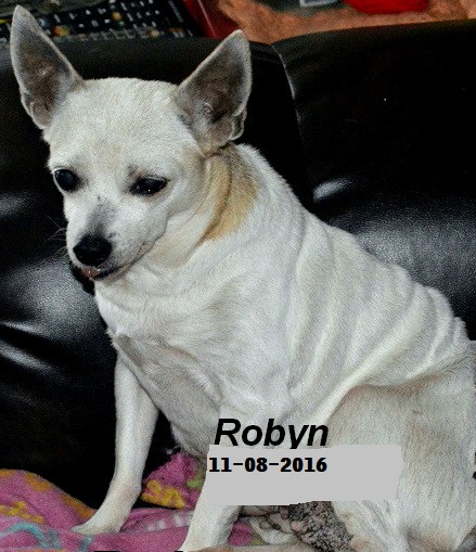 OUR FIRST RAT TERRIER .  LOVE AND MISS HER.